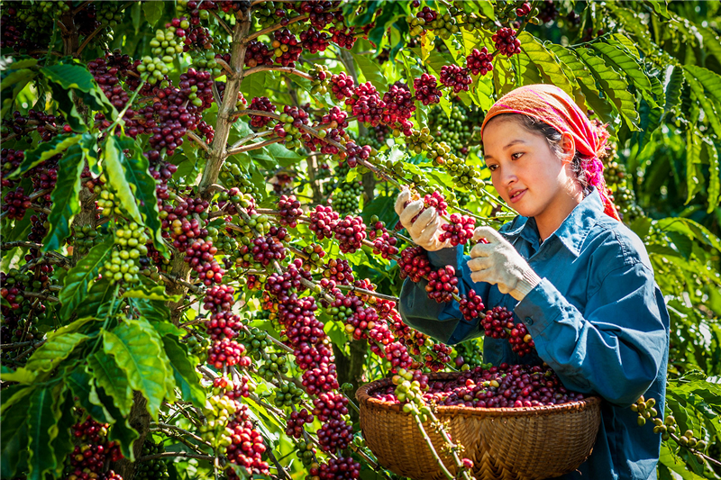 CTKM khuyến dùng Susu và Yomilk 2 lốc tặng 1
