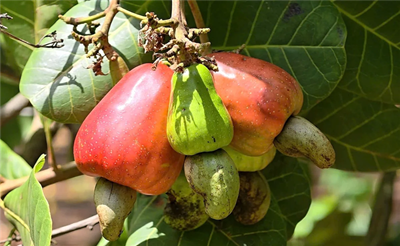 CTKM khuyến dùng Susu và Yomilk 2 lốc tặng 1